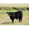 Image 1 : Schunicht Farms - 785# Steer Calves - 150 Head (Strathmore, AB)