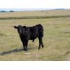 Image 2 : Schunicht Farms - 785# Steer Calves - 150 Head (Strathmore, AB)