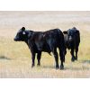 Image 3 : Schunicht Farms - 785# Steer Calves - 150 Head (Strathmore, AB)