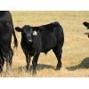 Image 4 : Schunicht Farms - 785# Steer Calves - 150 Head (Strathmore, AB)