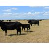 Image 6 : Schunicht Farms - 785# Steer Calves - 150 Head (Strathmore, AB)