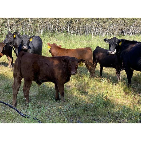 Dominic & Karlee Sklivas - 525# Steer Calves - 45 Head (Sundre, AB)