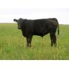 Image 1 : Calibre Livestock Ltd. - 580# Steer Calves - 85 Head (Cupar, SK)