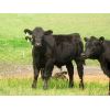 Image 2 : Calibre Livestock Ltd. - 580# Steer Calves - 85 Head (Cupar, SK)