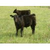 Image 3 : Calibre Livestock Ltd. - 580# Steer Calves - 85 Head (Cupar, SK)