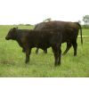 Image 6 : Calibre Livestock Ltd. - 580# Steer Calves - 85 Head (Cupar, SK)
