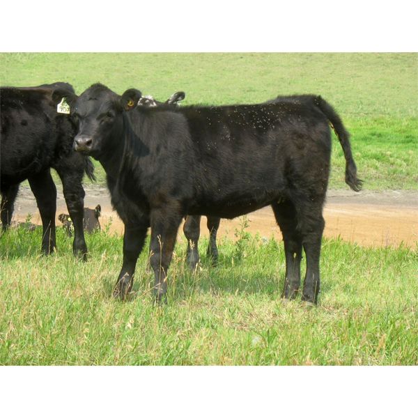 Calibre Livestock Ltd. - 550# Heifer Calves - 55 Head (Cupar, SK)