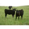 Image 2 : Calibre Livestock Ltd. - 550# Heifer Calves - 55 Head (Cupar, SK)