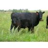 Image 3 : Calibre Livestock Ltd. - 550# Heifer Calves - 55 Head (Cupar, SK)