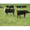 Image 5 : Calibre Livestock Ltd. - 550# Heifer Calves - 55 Head (Cupar, SK)