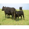 Image 6 : Calibre Livestock Ltd. - 550# Heifer Calves - 55 Head (Cupar, SK)
