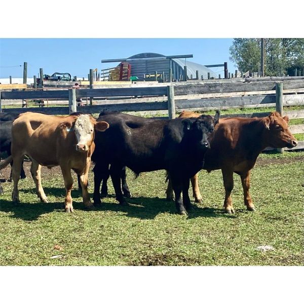 Clarence Koots - 750# Steers - 69 Head (Eckville, AB)