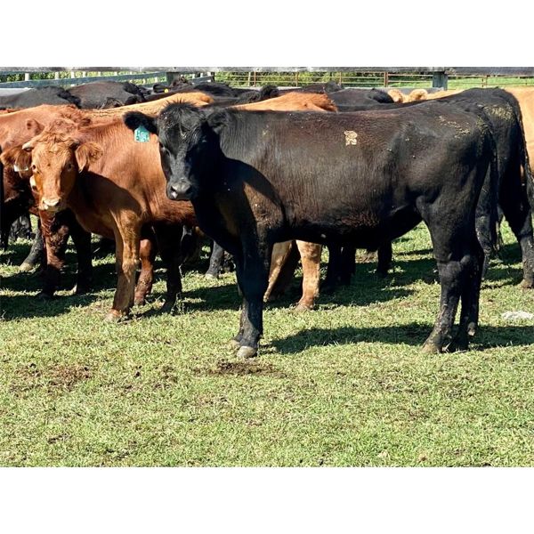 Clarence Koots - 875# Steers - 71 Head (Eckville, AB)