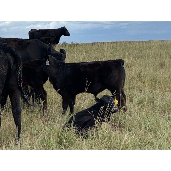 Matthew Lohner - 500# Steer Calves - 120 Head (Kipling, SK)