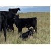 Image 1 : Matthew Lohner - 500# Steer Calves - 120 Head (Kipling, SK)
