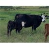 Image 5 : Matthew Lohner - 500# Steer Calves - 120 Head (Kipling, SK)