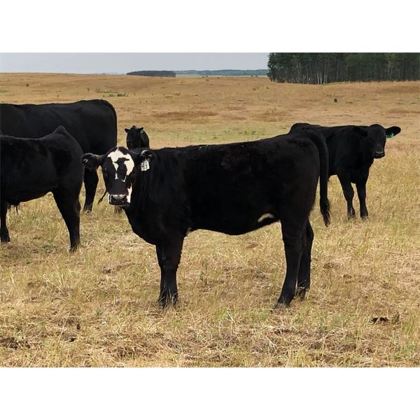 Key International - 500# Heifer Calves - 50 Head (Asquith, SK)