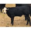 Image 2 : Key International - 500# Heifer Calves - 50 Head (Asquith, SK)