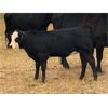 Image 5 : Key International - 500# Heifer Calves - 50 Head (Asquith, SK)