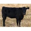 Image 6 : Key International - 500# Heifer Calves - 50 Head (Asquith, SK)