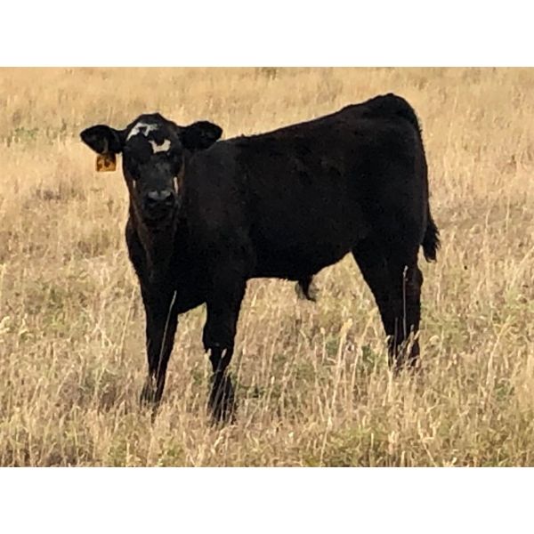 South Bank Ranch - 500# Steer Calves - 50 Head (Semans, SK)