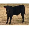 Image 3 : South Bank Ranch - 500# Steer Calves - 50 Head (Semans, SK)