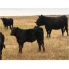 Image 4 : South Bank Ranch - 500# Steer Calves - 50 Head (Semans, SK)