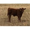 Image 5 : South Bank Ranch - 500# Steer Calves - 50 Head (Semans, SK)