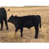 Image 6 : South Bank Ranch - 500# Steer Calves - 50 Head (Semans, SK)