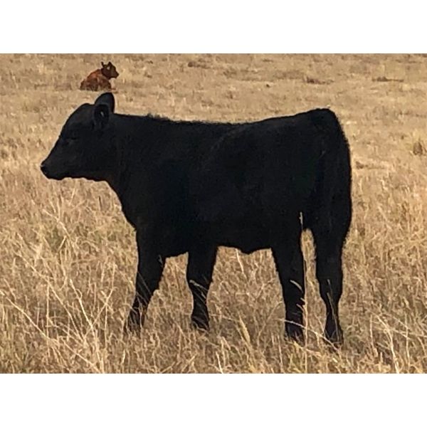 South Bank Ranch - 475# Heifer Calves - 50 Head (Semans, SK)