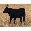 Image 1 : South Bank Ranch - 475# Heifer Calves - 50 Head (Semans, SK)