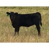 Image 2 : South Bank Ranch - 475# Heifer Calves - 50 Head (Semans, SK)