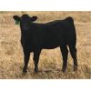 Image 5 : South Bank Ranch - 475# Heifer Calves - 50 Head (Semans, SK)