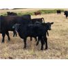 Image 6 : South Bank Ranch - 475# Heifer Calves - 50 Head (Semans, SK)