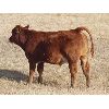 Image 2 : Thackeray Land & Cattle Inc. - 675# Steer Calves - 90 Head (Goodwater, SK)