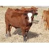 Image 5 : Thackeray Land & Cattle Inc. - 675# Steer Calves - 90 Head (Goodwater, SK)