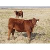 Image 6 : Thackeray Land & Cattle Inc. - 675# Steer Calves - 90 Head (Goodwater, SK)