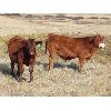 Image 7 : Thackeray Land & Cattle Inc. - 675# Steer Calves - 90 Head (Goodwater, SK)