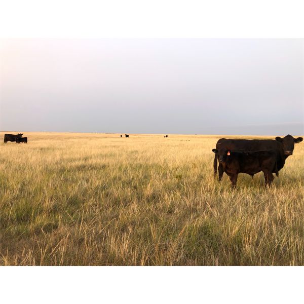 Douglass Bros. Ranching - 585# Steer Calves - 150 Head (Gem, AB)