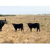 Image 2 : Douglass Bros. Ranching - 585# Steer Calves - 150 Head (Gem, AB)