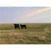 Image 3 : Douglass Bros. Ranching - 585# Steer Calves - 150 Head (Gem, AB)