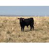 Image 5 : Douglass Bros. Ranching - 585# Steer Calves - 150 Head (Gem, AB)
