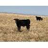 Image 6 : Douglass Bros. Ranching - 585# Steer Calves - 150 Head (Gem, AB)