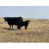 Image 7 : Douglass Bros. Ranching - 585# Steer Calves - 150 Head (Gem, AB)