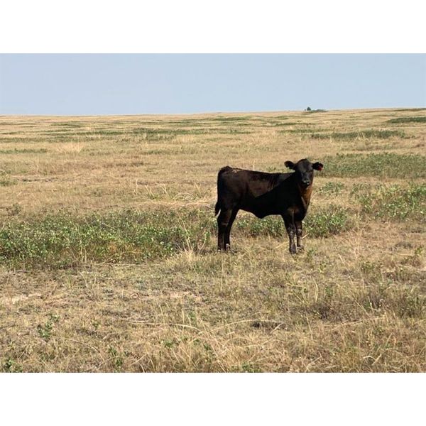 Douglass Bros. Ranching - 585# Heifer Calves - 75 Head (Gem, AB)