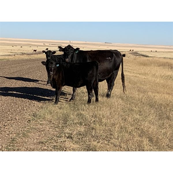 Douglass Bros. Ranching - 515# Heifer Calves - 75 Head (Gem, AB)
