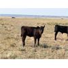 Image 2 : Douglass Bros. Ranching - 515# Heifer Calves - 75 Head (Gem, AB)