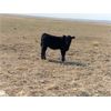 Image 3 : Douglass Bros. Ranching - 515# Heifer Calves - 75 Head (Gem, AB)