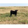 Image 4 : Douglass Bros. Ranching - 515# Heifer Calves - 75 Head (Gem, AB)
