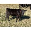 Image 8 : Douglass Bros. Ranching - 515# Heifer Calves - 75 Head (Gem, AB)